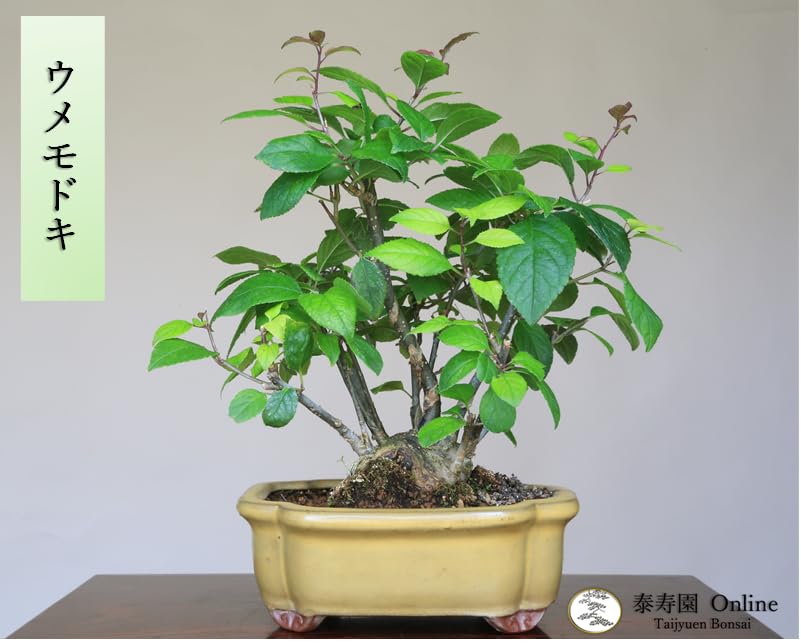 ウメモドキ[株立ち]大品盆栽